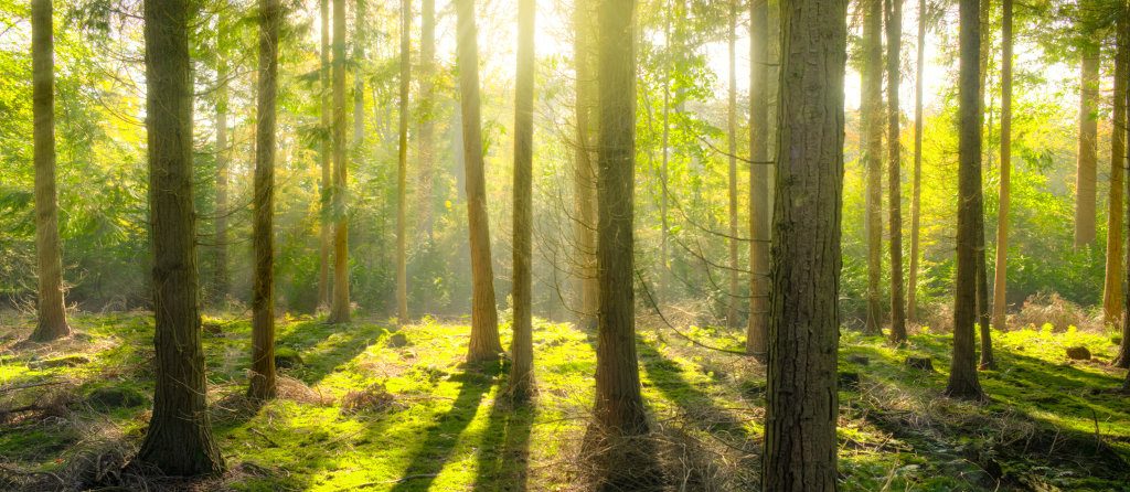 History Maker - Iroko