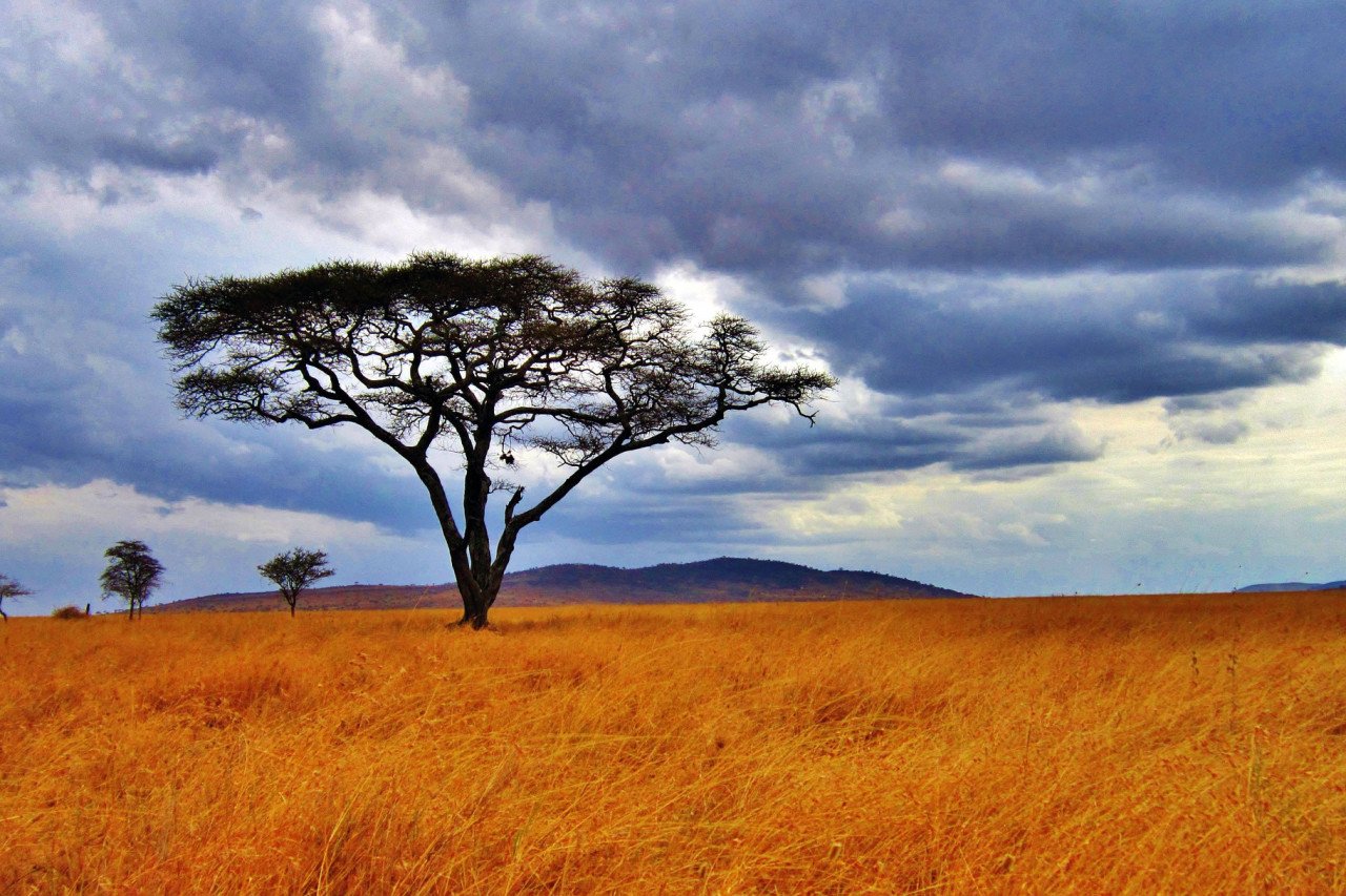 Entertainment - Serengeti