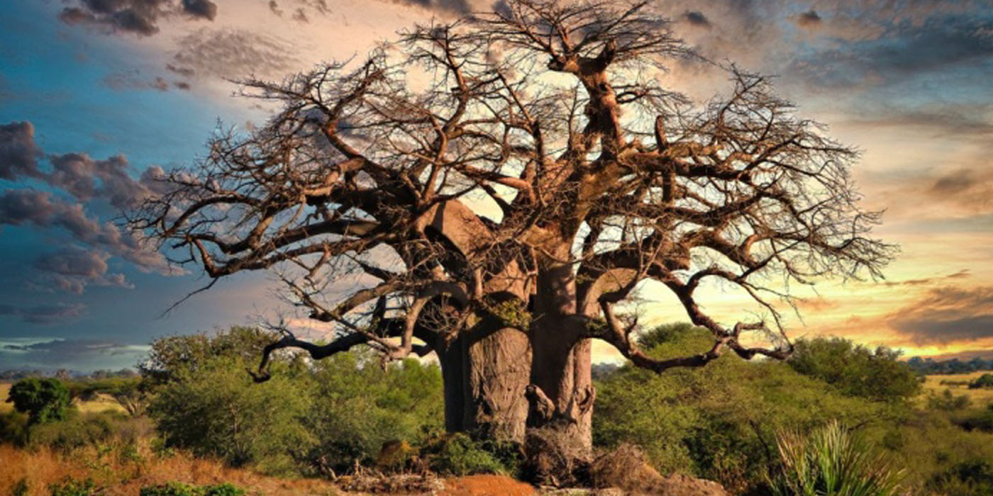 Baobab (Honorary Award) - The Baobab tree, often called the "Tree of Life," stands as a resilient sentinel across the African savannah.