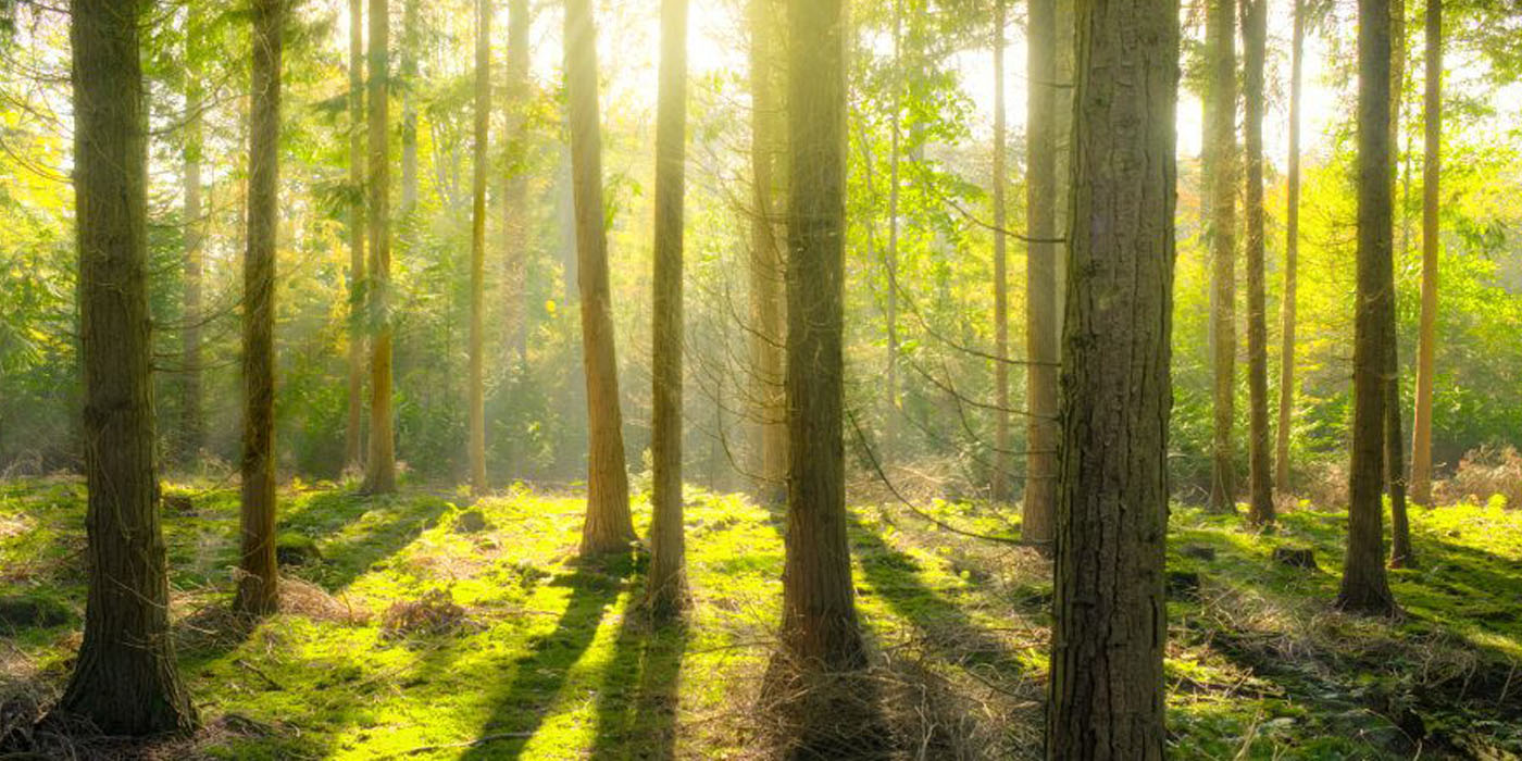 Iroko (History Maker Award) - The Iroko tree is known for its strength, longevity, and cultural significance in various African traditions where it is often seen as sacred.