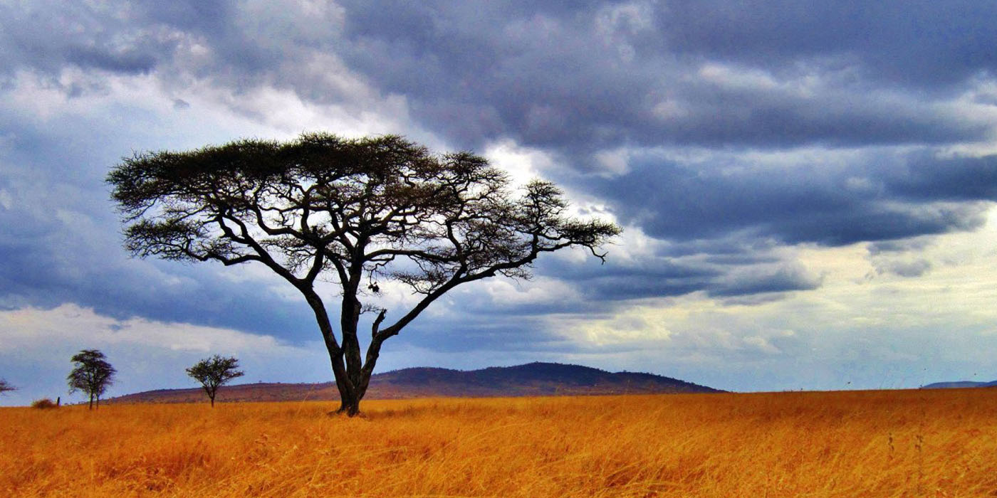 Serengeti (Entertainment Award) - The Serengeti is synonymous with vibrant diversity and dynamic ecosystems, renowned for its annual migration of wildebeest and other creatures.